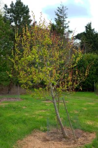 TILIA cordata 'Winter Orange' 02