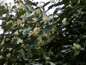 MICHELIA floribunda