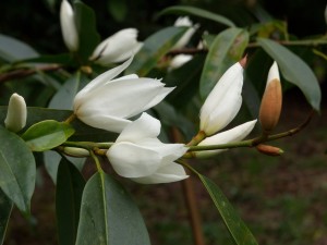 MICHELIA foveolata