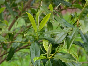 MICHELIA martinii