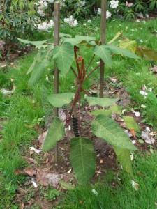 SCHEFFLERA macrophylla