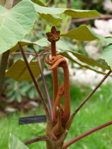 SCHEFFLERA macrophylla 02