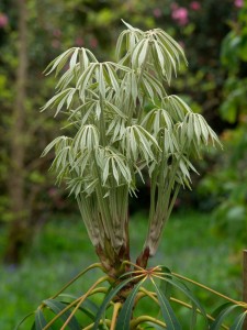 SCHEFFLERA taiwaniana