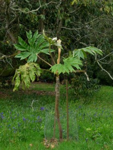 TETRAPANAX papyrifer