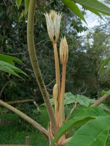 TETRAPANAX papyrifer 02