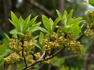 LINDERA obtusiloba