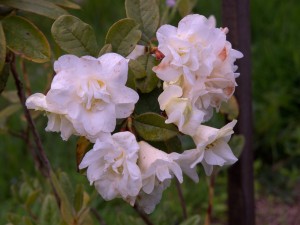 RHODODENDRON johnstoneanum 'Double Diamond'