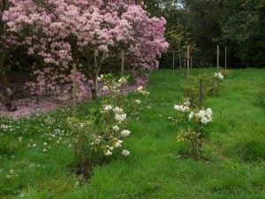 RHODODENDRON johnstoneanum 'Double Diamond' 02