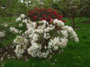 RHODODENDRON 'Silver Sixpence'