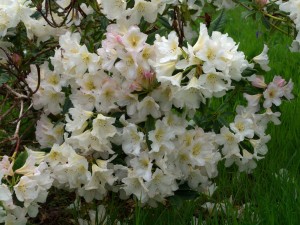 RHODODENDRON 'Silver Sixpence' 02