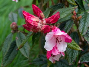 The Pink form of RHODODENDRON