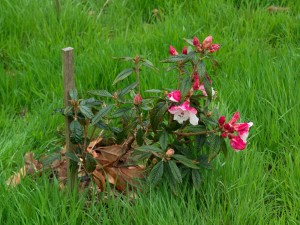 The Pink form of RHODODENDRON 02