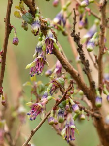 FUCHSIA excorticata