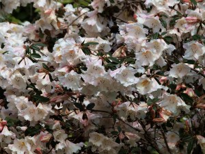 RHODODENDRON ‘Fragrantissimum’ / ’Lady Alice Fitzwilliam’