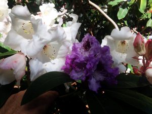 R.GRIFFITHIANUM x purple splendour cross
