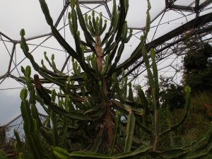 Euphorbia triangulari