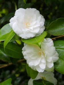 CAMELLIA 'Mathotiana Alba'