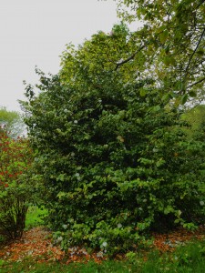 CAMELLIA 'Mathotiana Alba' 02