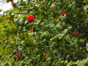 CAMELLIA 'Mathotiana Rubra'