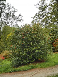 CAMELLIA 'Mathotiana Rubra' 02