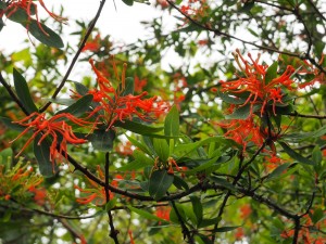 EMBOTRIUM coccineum