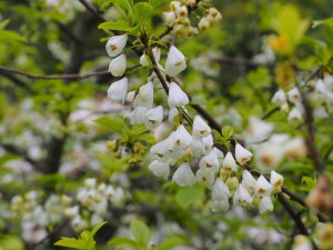 HALESIA carolina