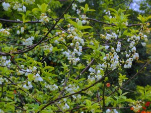 HALESIA carolina 02