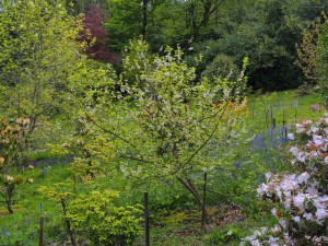 HALESIA carolina 03