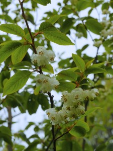 REHDERODENDRON macrocarpum