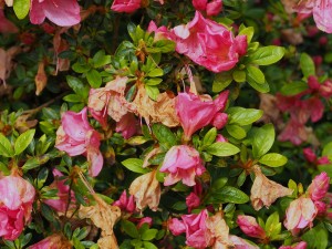 AZALEA 'Greenway'