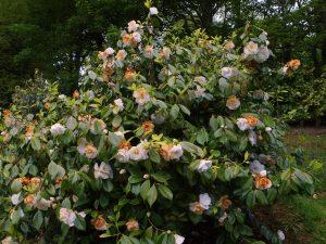 Camellia ‘Giant White’