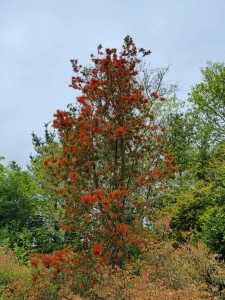 EMBOTHRIUM lanceolatum 'Norquino'