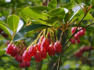 ENKIANTHUS campanulatus 'Hollandia'