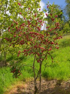 ENKIANTHUS campanulatus 'Hollandia' 02