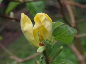 Magnolia ‘Large Yellow’