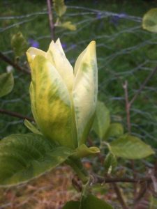 Magnolia 'Ossies Yellow'