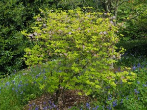 RHODODENDRON schlippenbachii