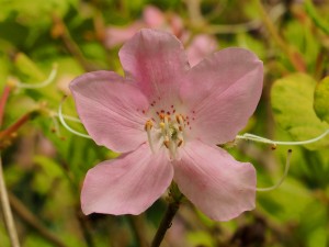 RHODODENDRON schlippenbachii 02