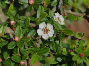 Large ancient clump of COTONEASTER