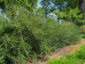 Large ancient clump of COTONEASTER 02