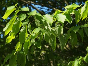 Fagus sylvatica ‘Asplenifolia’
