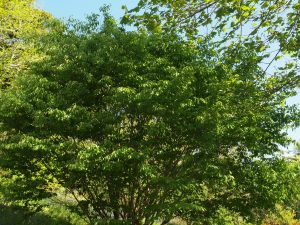 Fagus sylvatica ‘Asplenifolia’