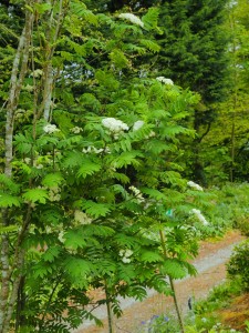 SORBUS 'Hilling Spire'