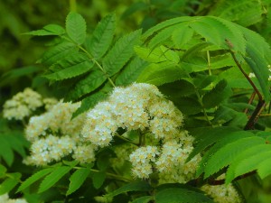 SORBUS 'Hilling Spire' 02