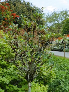 SORBUS reducta