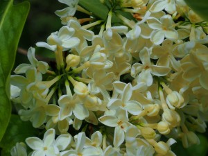 SYRINGA vulgaris 'Primrose'