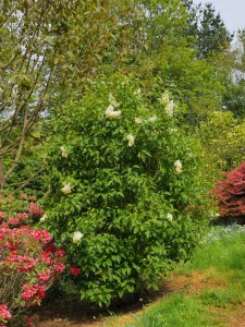 SYRINGA vulgaris 'Primrose' 02