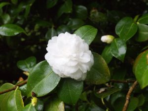 Camellia ‘Mathotiana Alba’