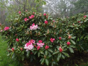 Rhododendron loderi ‘Lems Monarch’