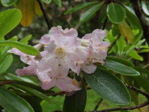 Faded Rhododendron loderi ‘Pink Diamond’